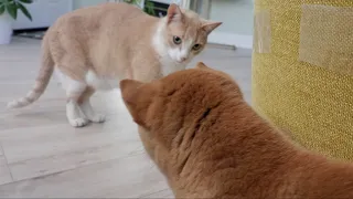 [Pepper the Shiba] shiba introduced to cat (6 months after)