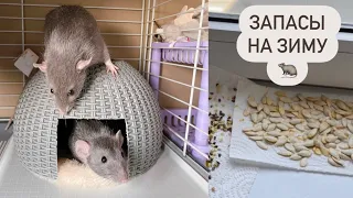 Заготовка для крыс на зиму | Покупки для крыс из Fix Price 🐀
