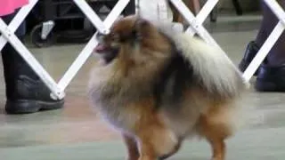 Cute AKC Pom Poms Pomeranian Dog Show in Kansas