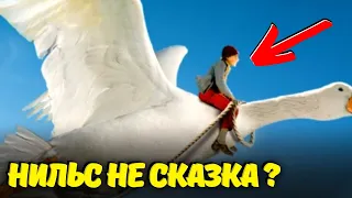 Удивительная История из Сказки про Нильса Была на Самом деле? Что от Нас скрывали.