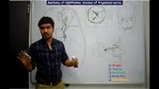 Ophthalmic division of trigeminal nerve  (Anatomy) - Simplified and made easy for beginners