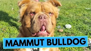 Mammut Bulldog Breed - Facts and Information - Mammoth Bulldog