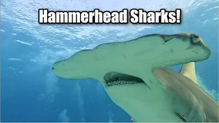 MASSIVE Hammerhead Sharks in the Bahamas! Best Dive Ever!