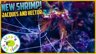 NEW CLEANER SHRIMP! Izzy's Toy Time Reef Tank NEW ADDITIONS