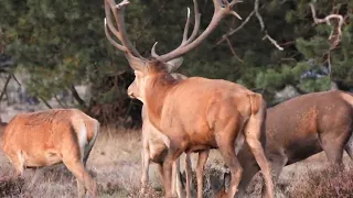 bronst en burelen edelherten 🦌🦌🦌