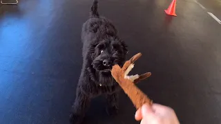 Сдали первый в жизни Фрейи экзамен 🐶 Про обучение, послушание, трудности и успехи  🐾