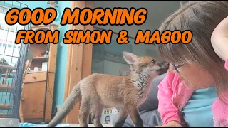 Morning! #wildlife #fox #cuteanimals #cute #viral #vlog #fyp #mylife