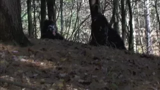 MIND BLOWING BIGFOOT ENCOUNTER CAUGHT ON VIDEO