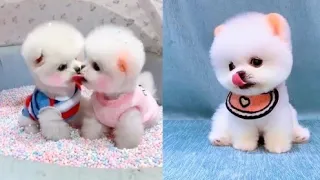 Cute Baby Animals Videos Compilation Cute Moment of the animals - Cute pet # 52