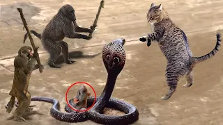 Unbelievable Monkey Save Mouse From Snake Hunting  Cat vs King Cobra Snake, Lizard Real Fights