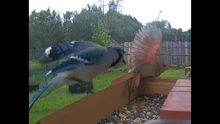 Blue Jay, Cardinal, and Doves fighting at the bird feeder with different attack tactics. (蓝松鸦, 北方红雀)