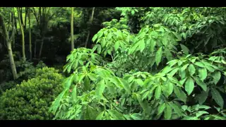 CANOPY Trailer | SGIFF 2014