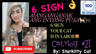 PAANO MALAMAN NA MALAPIT NG MANGANGAK ANG PUSA 😻 | CAT IN LABOR 🐈🐈‍⬛ | CATVLOG #21 #pregnantcat