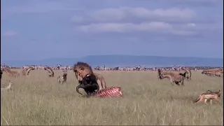 Male lion dragging a buffalo kill, #nature #viral #trend #trending #viralvideo #safari #wildlife #