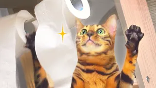 Naughty Bengal cat VS Toilet paperㅣDino cat