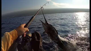 Hawaii Kayak Fishing | Sailfish or Striped Marlin? A Day of Big Strikes! | Hobie Revolution 13