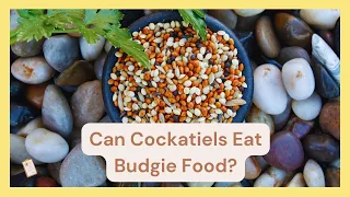 Can Cockatiels Eat Budgie Food | Dr Cockatiel