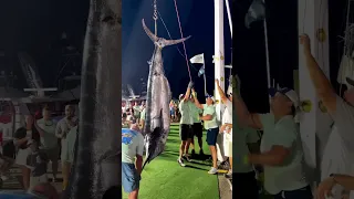 Weighing Giant Blue Marlin - Marlin Fishing - #fishing #fish #seafood