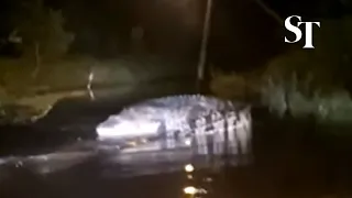 Malaysia: Villager spots large crocodile on flooded road in Pahang | The Star/ANN