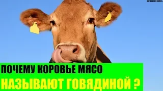 Почему коровье мясо называют говядиной?