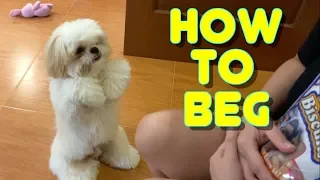 Shih tzu Puppy Knows How to Beg for Food- It's Cuteness Overload