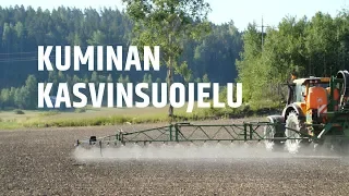 Kuminan kasvinsuojelu