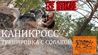 Хаски каникросс: тренировка с собакой