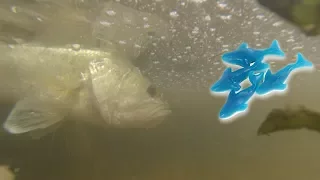 Bass Fishing with Gummy Shark Candy