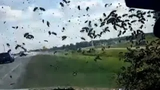 Raw: Bees Swarm Okla. Patrol Car After Wreck