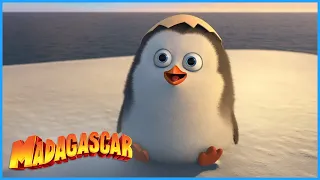 DreamWorks Madagascar | The Cute Mascot | Penguins of Madagascar Clip