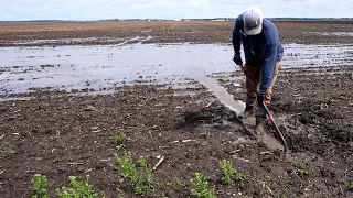 Draining Flooded Fields To Save Parts Of Our Crop!