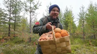 ЭТО НАДО ВИДЕТЬ ГРИБНИК В ШОКЕ. ГРИБНИК ОСТАЛСЯ ОЧЕНЬ ДОВОЛЕН. СБОР ГРИБОВ НА ЗИМУ. ВОЛНУШКИ И ЭТИ