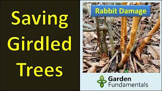 How to Save a Girdled Tree 🌳🌳🌳🌳 Bark Stripped by a Rabbit