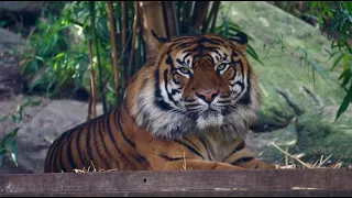 Sydney Taronga Zoo in Winter (Amazing Tiger & Lions) 2022 - in 4K HDR