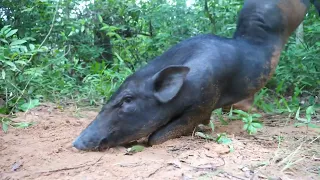 Amazing Quick Powerful Wild Pig Trap Make By Bamboo cage | New Technique Of Wild Pig Trap