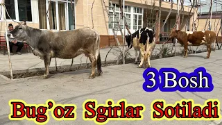 3  Bosh  , 3 Hil  Bug’oz  Sgirlar Sotiladi ☎️99,117,58,52 . Dastafka Hismati bor.