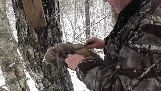 Малый путик первая проверка капканов на куницу удачная.