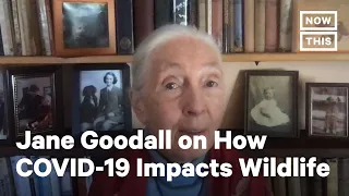 Jane Goodall on Wildlife Trafficking and COVID-19 | NowThis