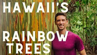 Maui's "Rainbow Trees" ... a beautiful invasive species / 4K HAWAII TRAVEL: Rainbow Eucalyptus