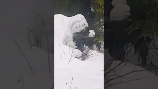 Сероклювый, чёрный, мудрый Ворон над Снежным человеком и двумя волчатами смотрящими на белую мышку.