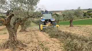 Triturando restos de poda Olivos viejos.