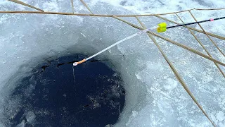 СТОИЛО ПОКАЧАТЬ, как ЗАГИБ за ЗАГИБОМ! БЕЗМОТЫЛКА косит окуня по первому льду! Зимняя рыбалка 2023!