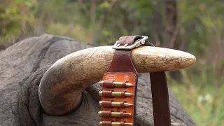 Trophy Elephant "Lions in Camp" Zimbabwe - Jimba Safaris