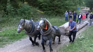 -Adnan MEDIĆ kačio Sultane pred štalom Ducelje u Driniću -