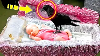 During the funeral, a crow sat on the girl's coffin. Then the unthinkable happened!