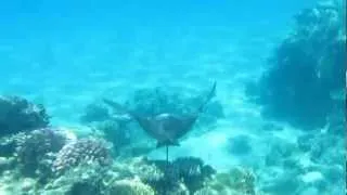Snorkeling Red Sea - part 2 - Spotted Eagle Ray