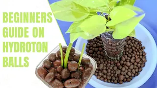 Beginners Guide on Hydroton Balls | Clay Balls For Plants | LECA/Expanded Clay Pellets | Hydroponics