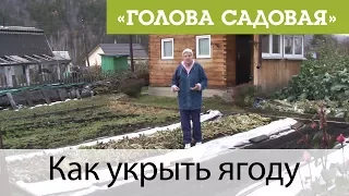 Голова садовая - Как укрыть ягоду