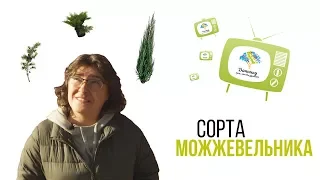 Виды и сорта можжевельника