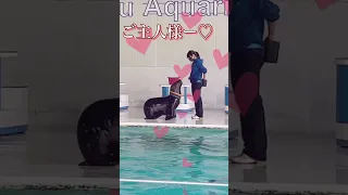 【おたる水族館】大人気のイルカ＆オタリアショー🐬注目のシーン総集編🌊 Otaru Aquarium【北海道】